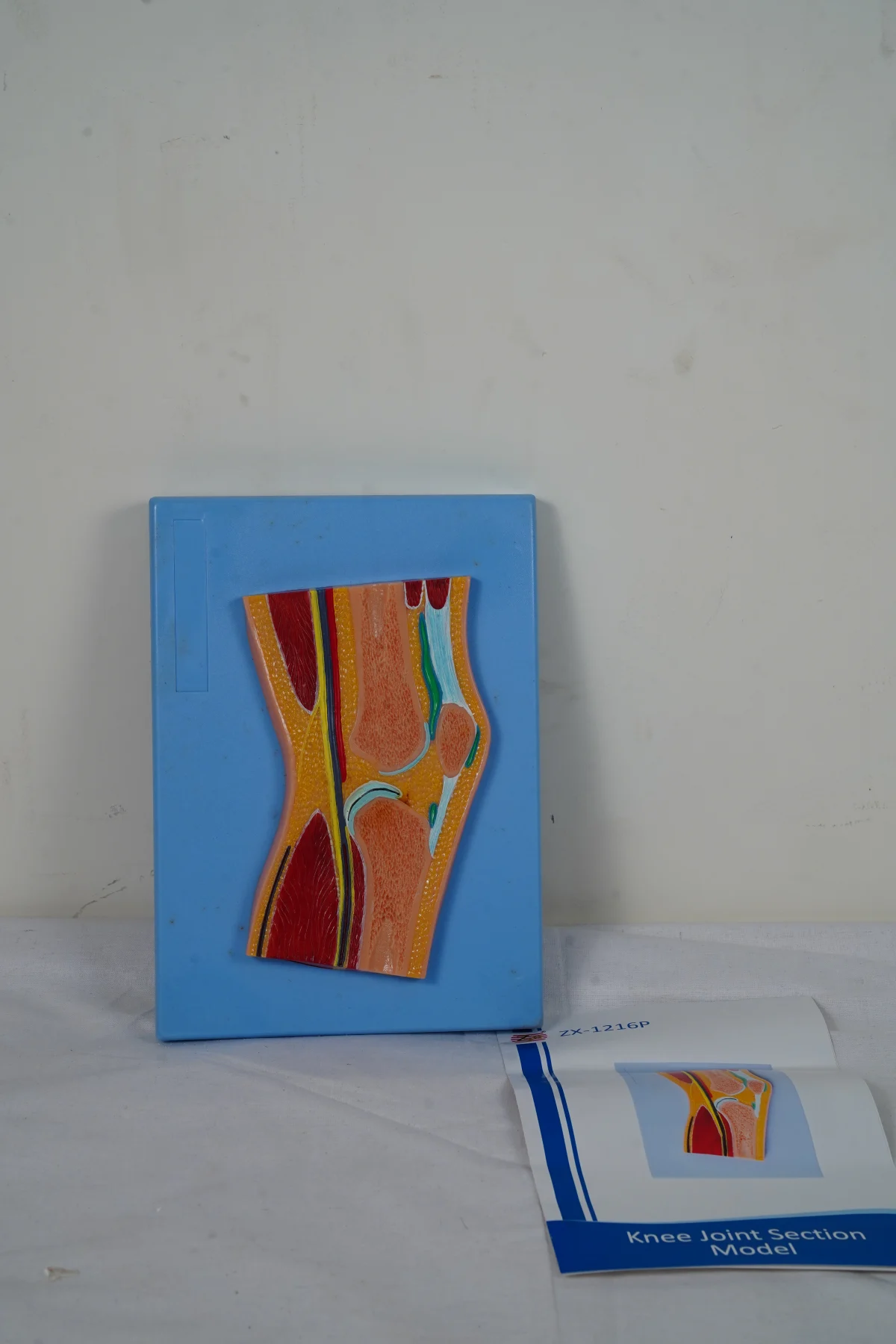 Knee Joint Section Model thumbnail 3
