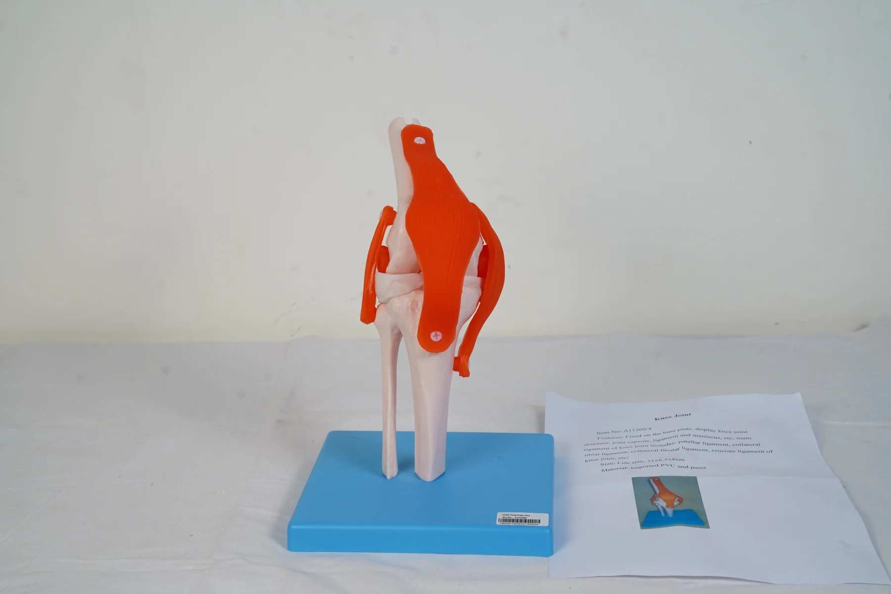 Knee Joint thumbnail 6