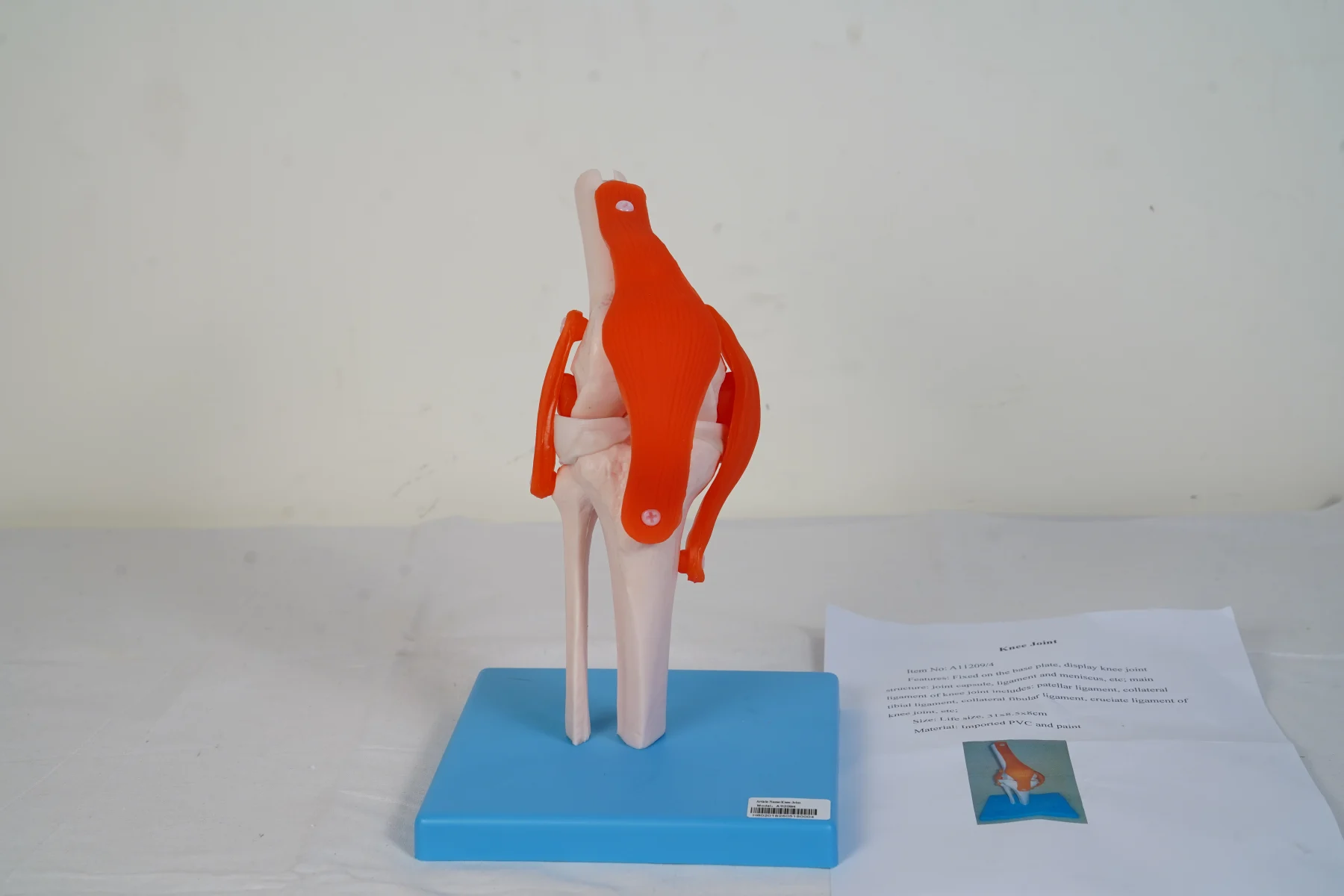 Knee Joint