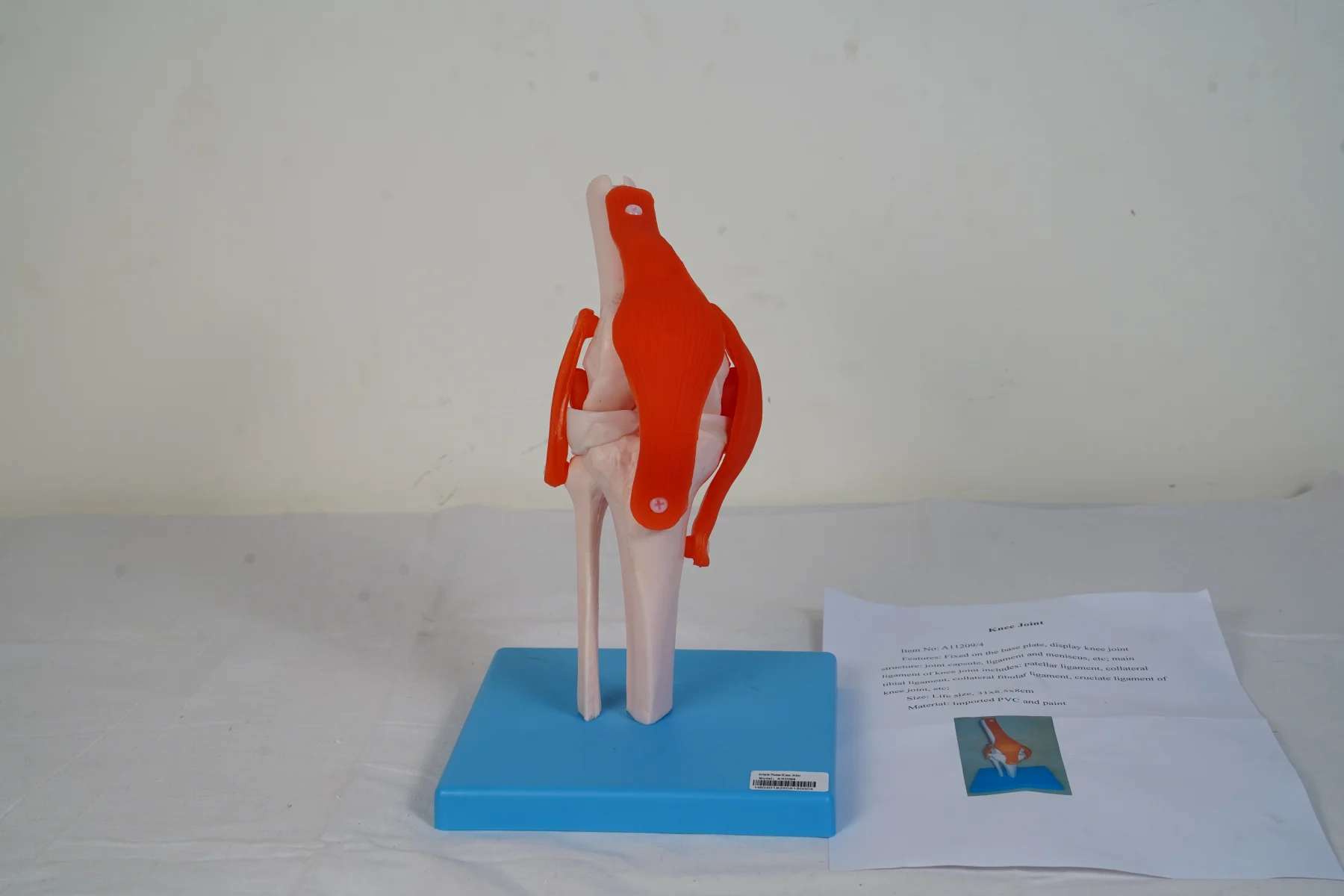 Knee Joint thumbnail 2