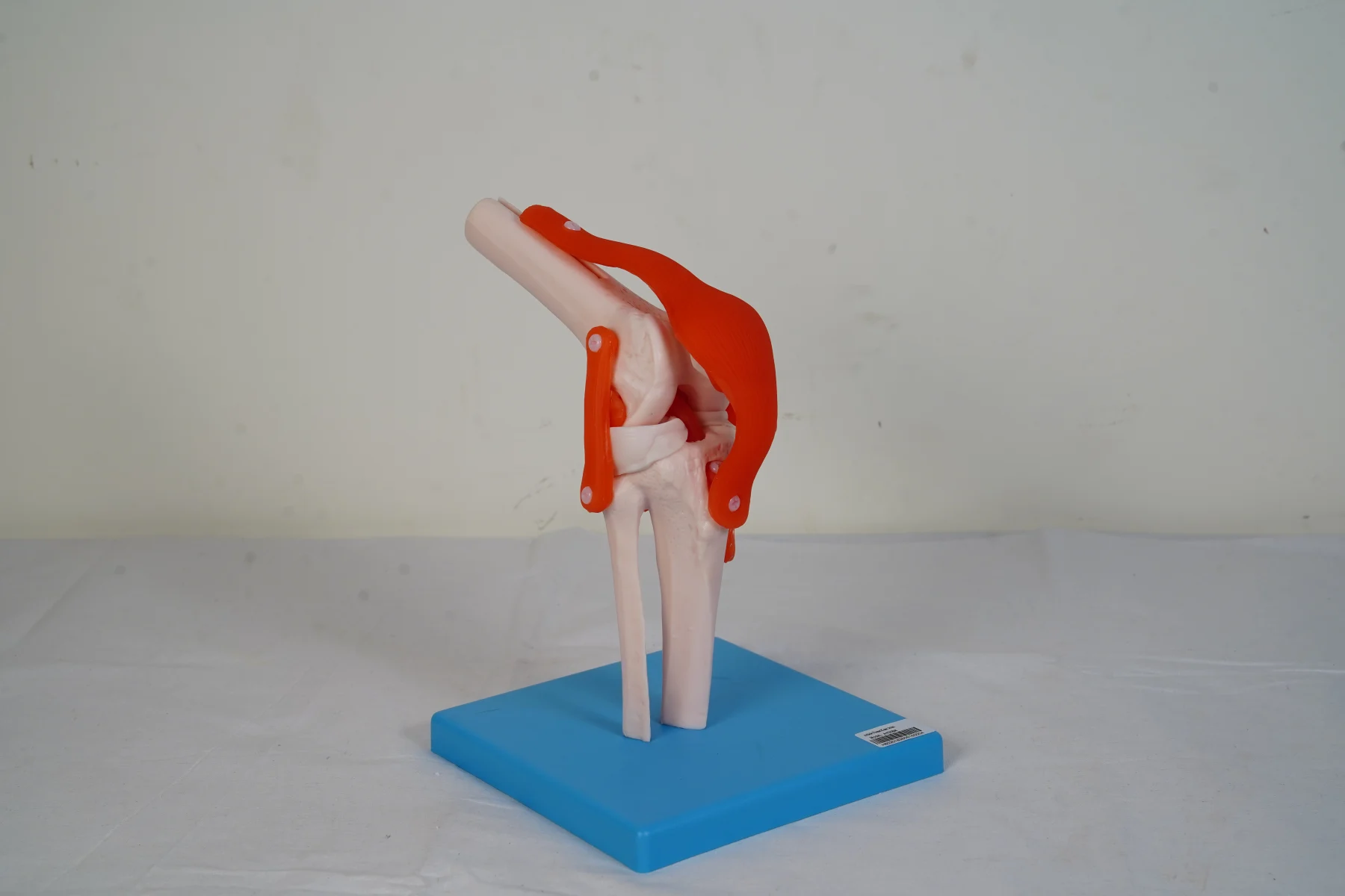 Knee Joint thumbnail 3