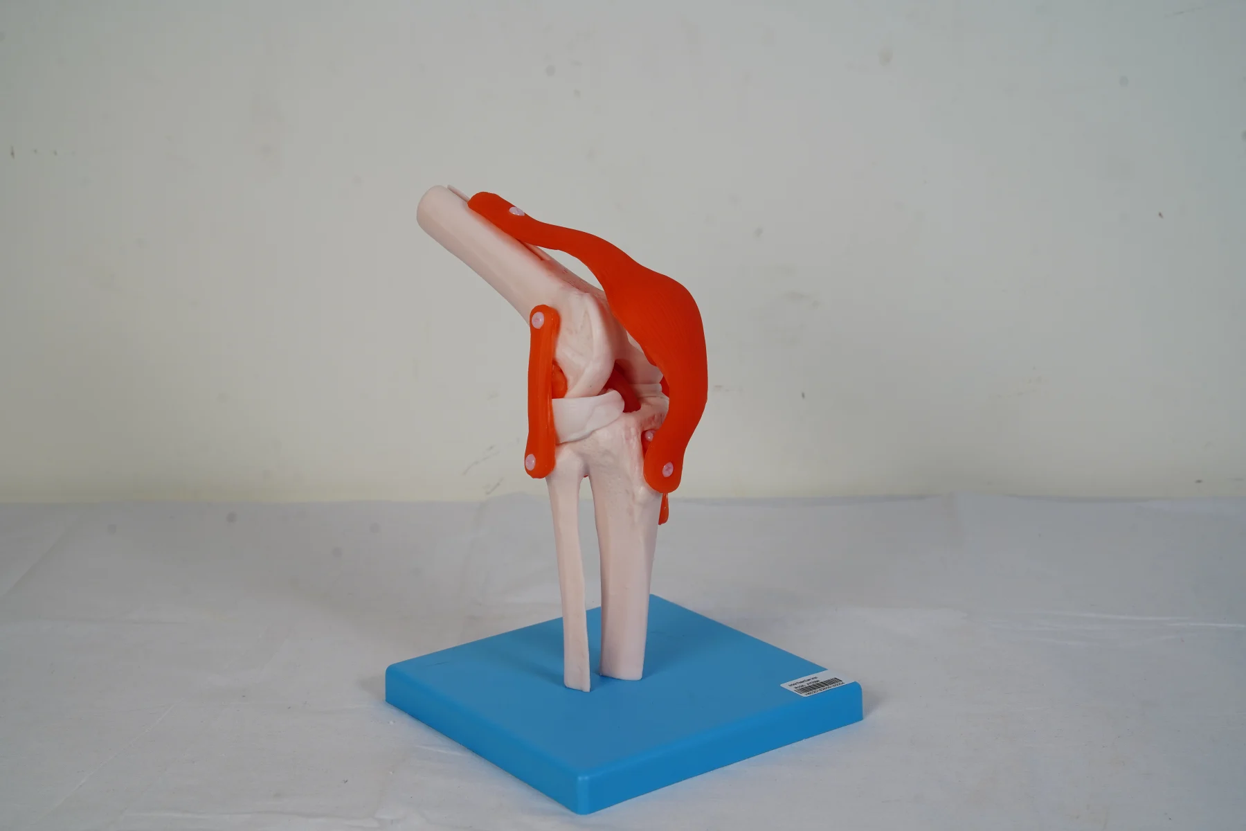 Knee Joint thumbnail 4