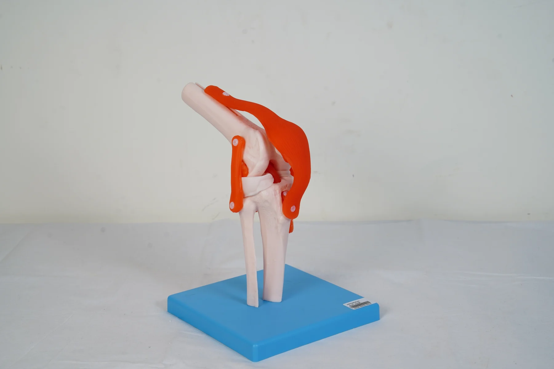 Knee Joint thumbnail 5