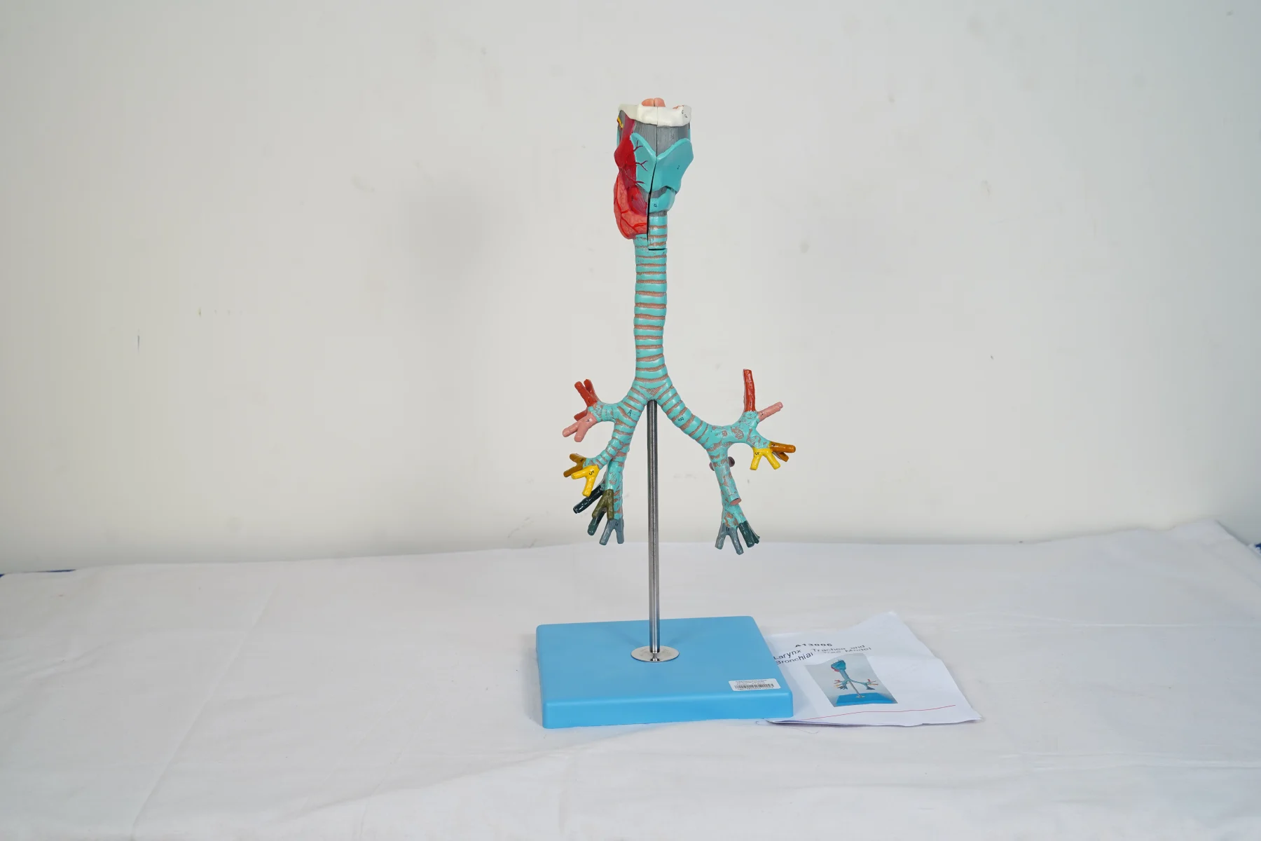 Larynx Trachea and Bronchial Tree Model thumbnail 3