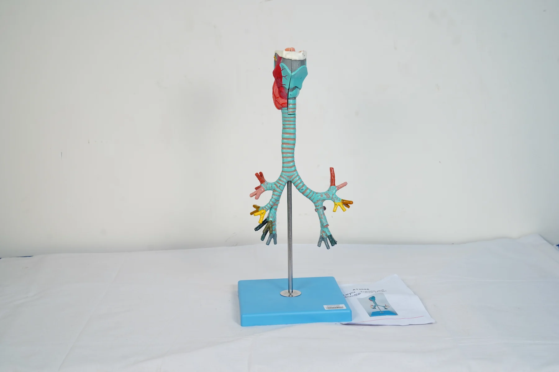 Larynx Trachea and Bronchial Tree Model