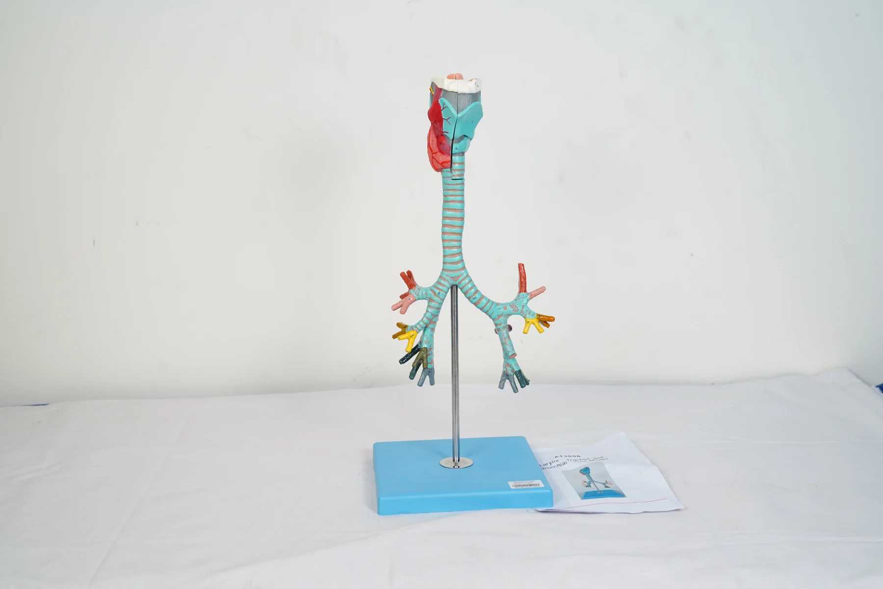 Larynx Trachea and Bronchial Tree Model thumbnail 2