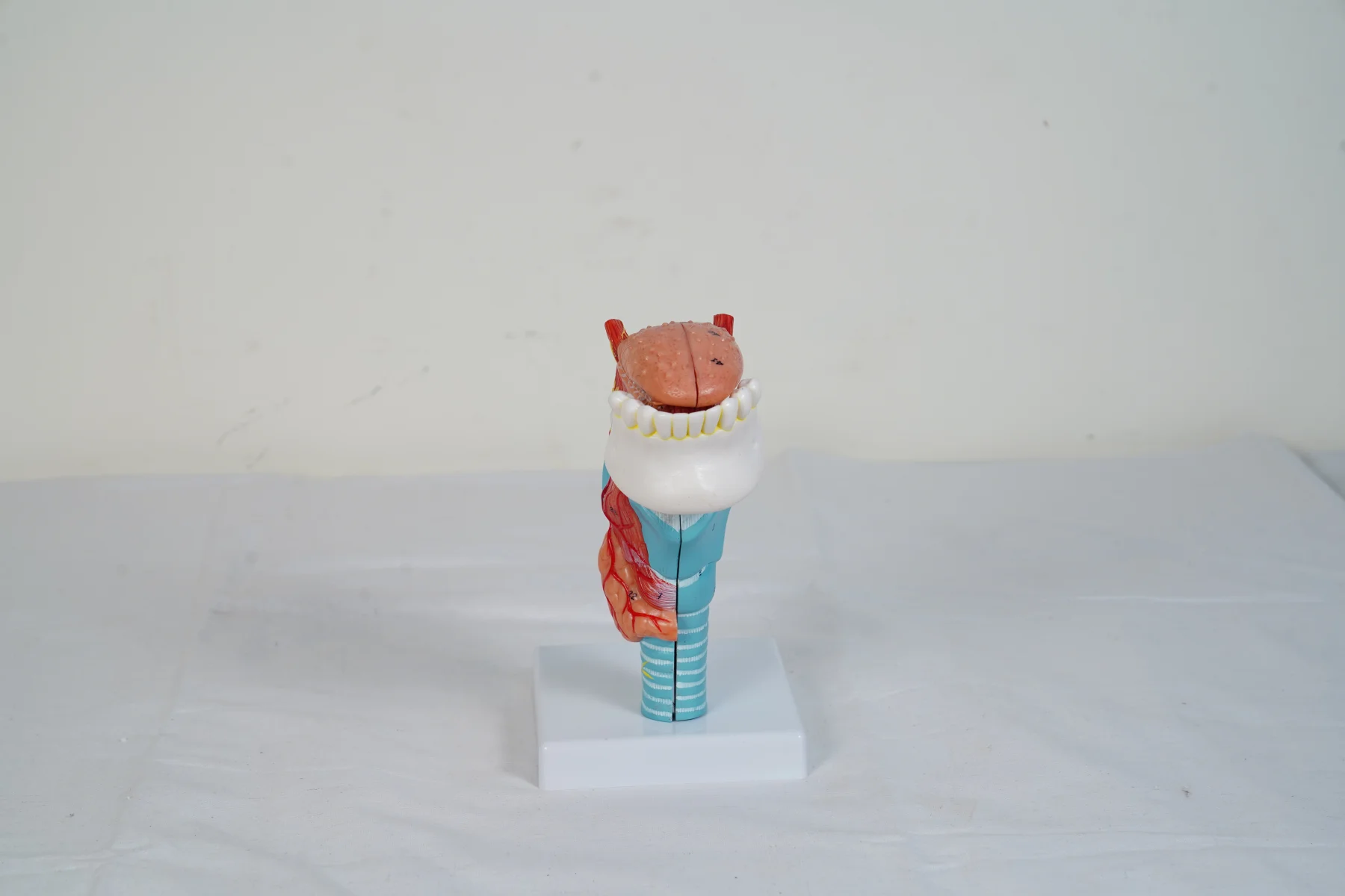 Larynx With Tongue 5 Parts thumbnail 4
