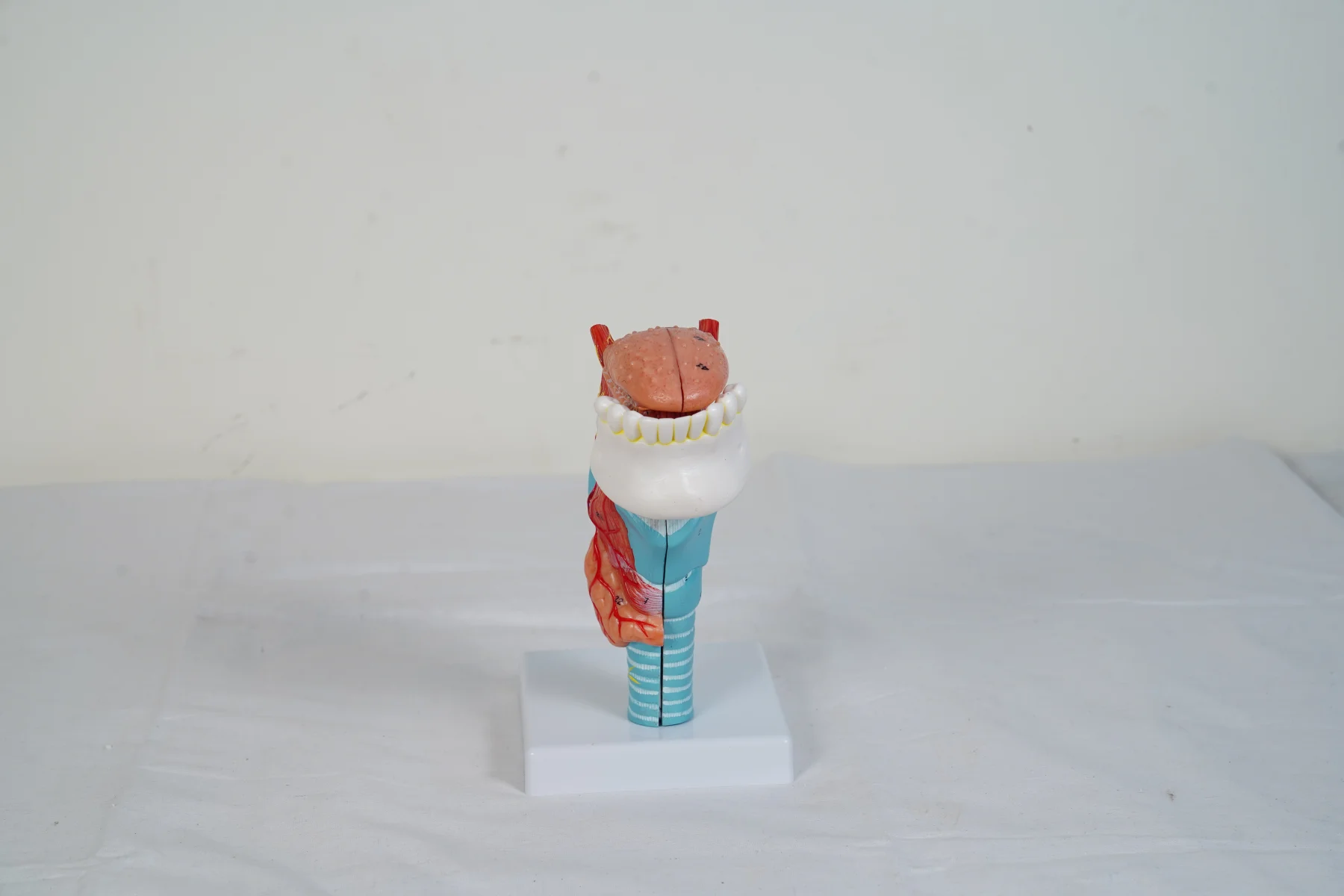 Larynx With Tongue 5 Parts