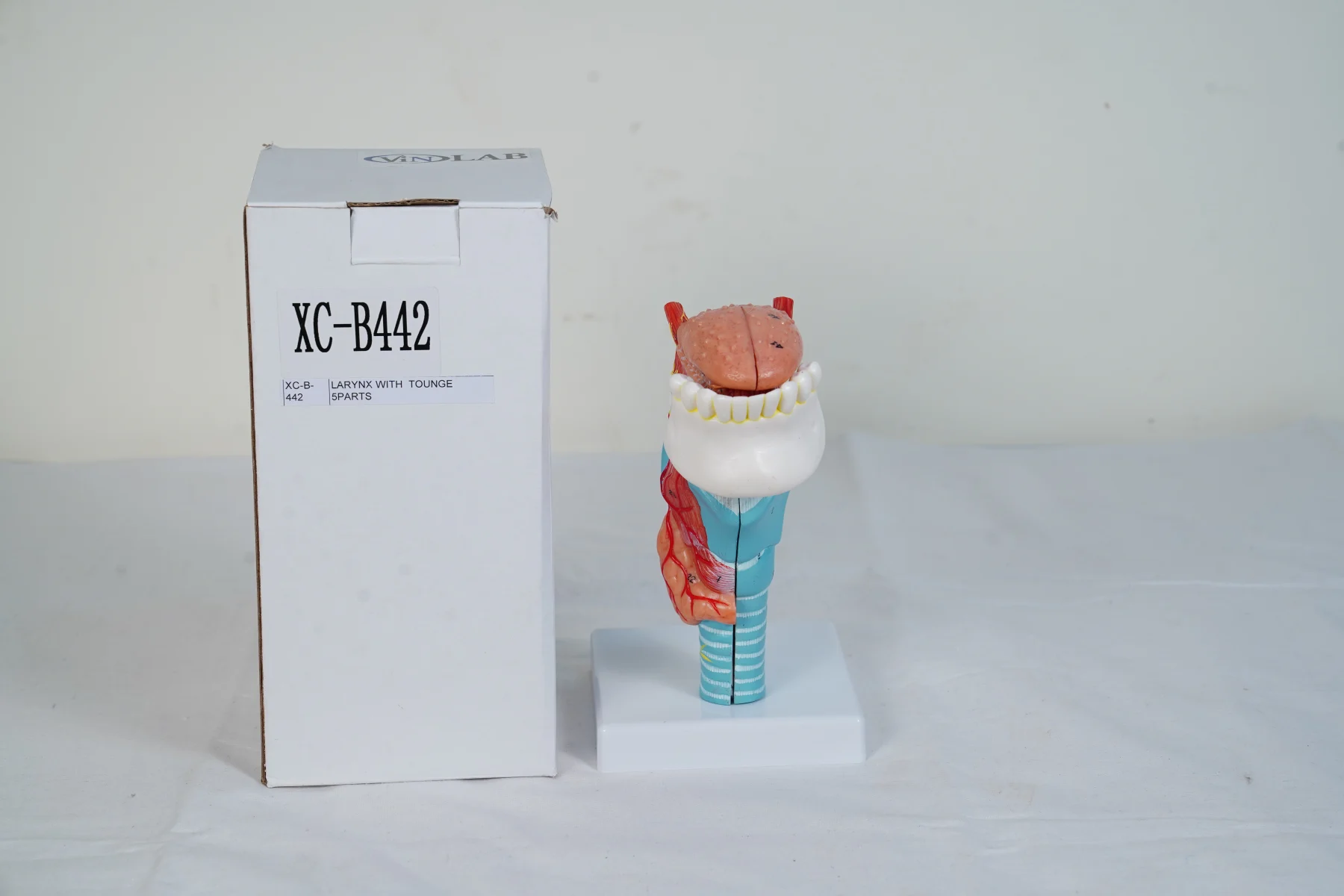 Larynx With Tongue 5 Parts thumbnail 2