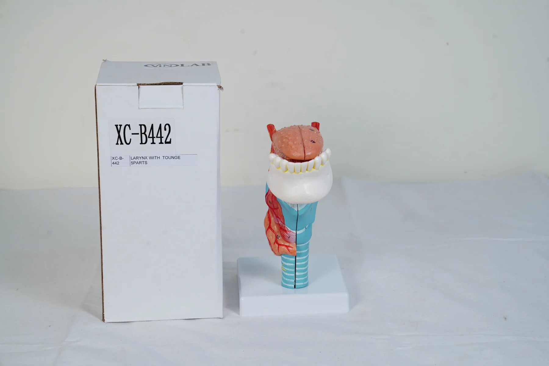 Larynx With Tongue 5 Parts thumbnail 3