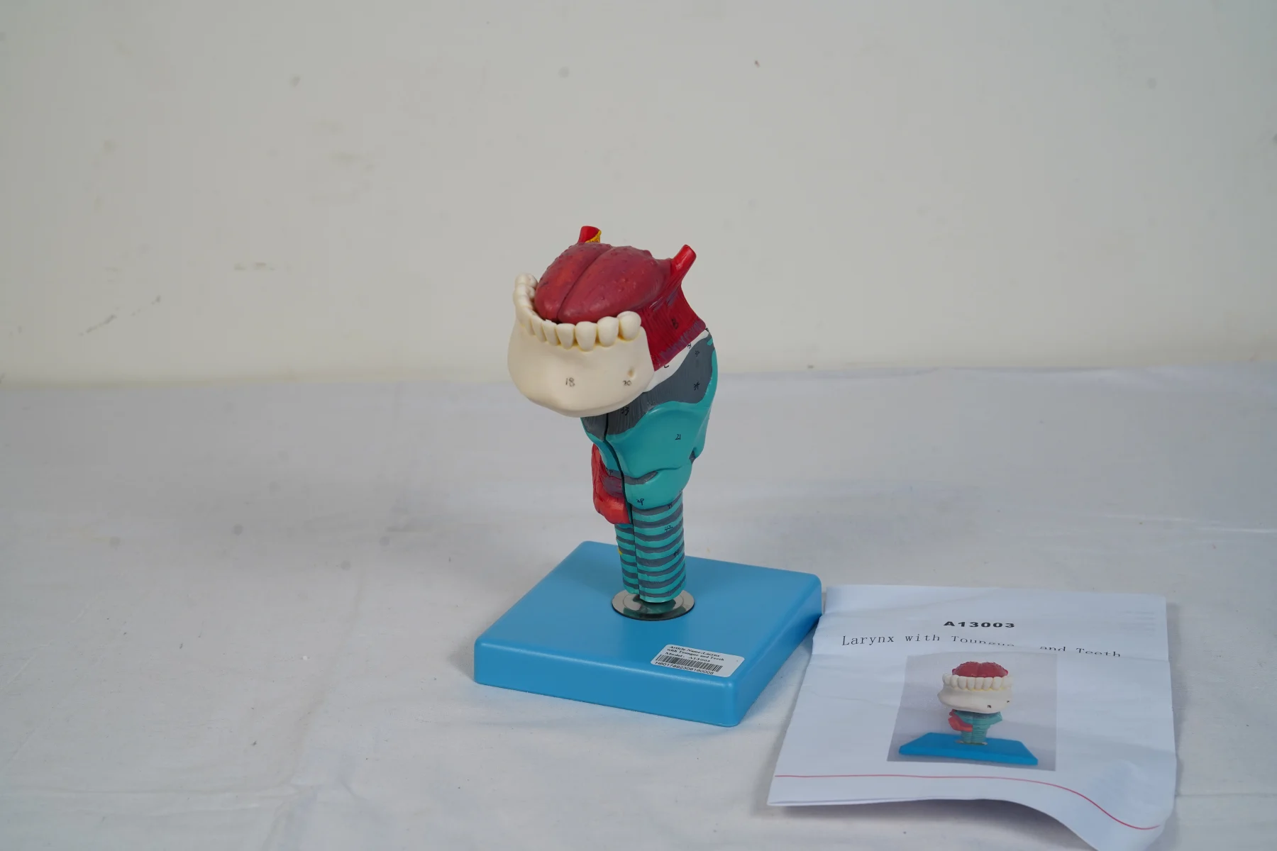 Larynx With Tongue and Teeth thumbnail 3