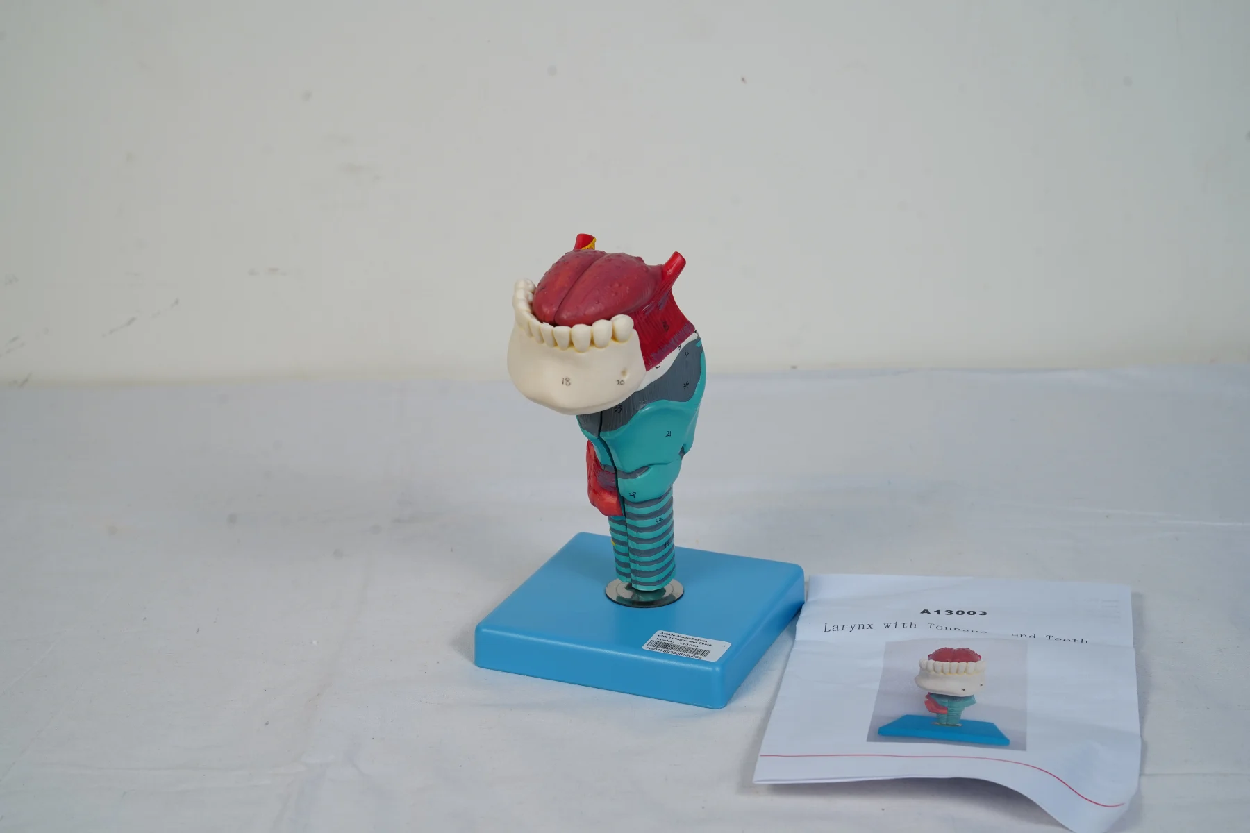 Larynx With Tongue and Teeth