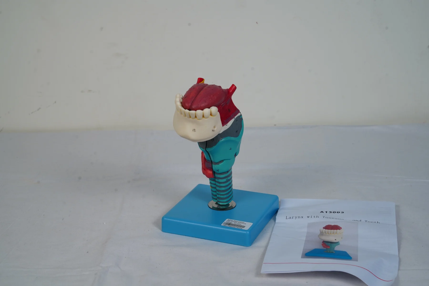 Larynx With Tongue and Teeth thumbnail 2