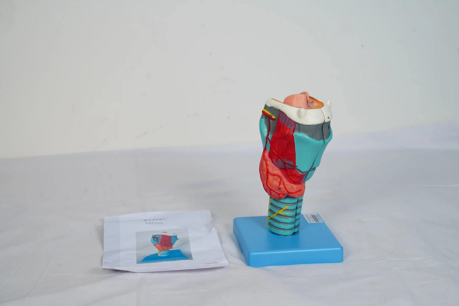 Larynx thumbnail 7