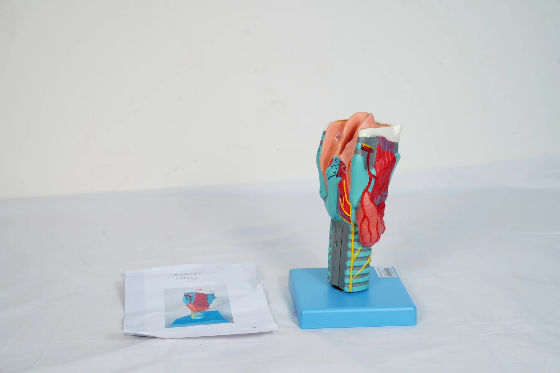 Larynx thumbnail 4