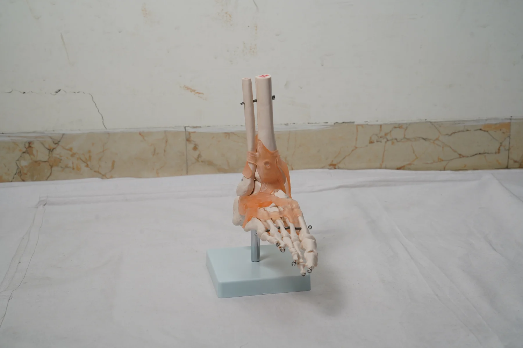 Life Size Foot Joint With Ligaments thumbnail 4