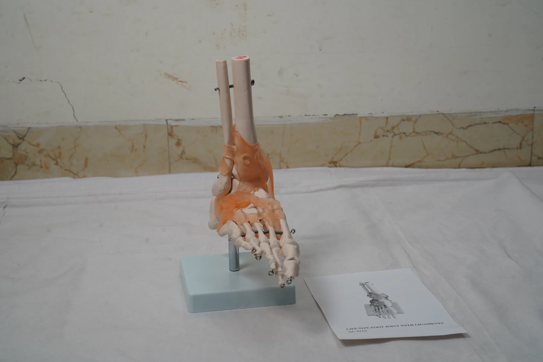 Life Size Foot Joint With Ligaments