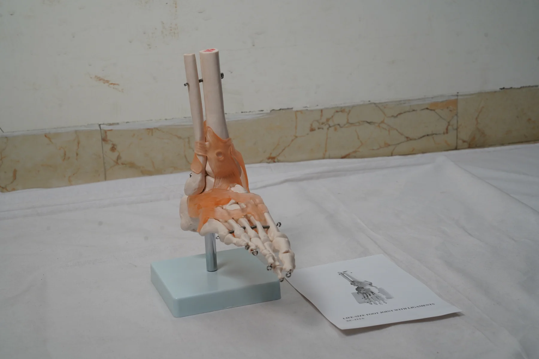 Life Size Foot Joint With Ligaments thumbnail 2
