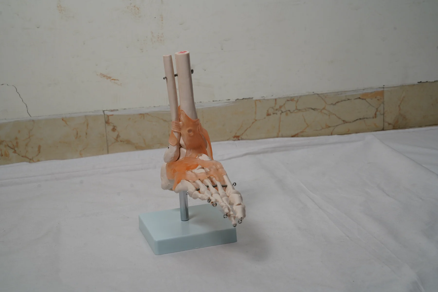 Life Size Foot Joint With Ligaments thumbnail 3