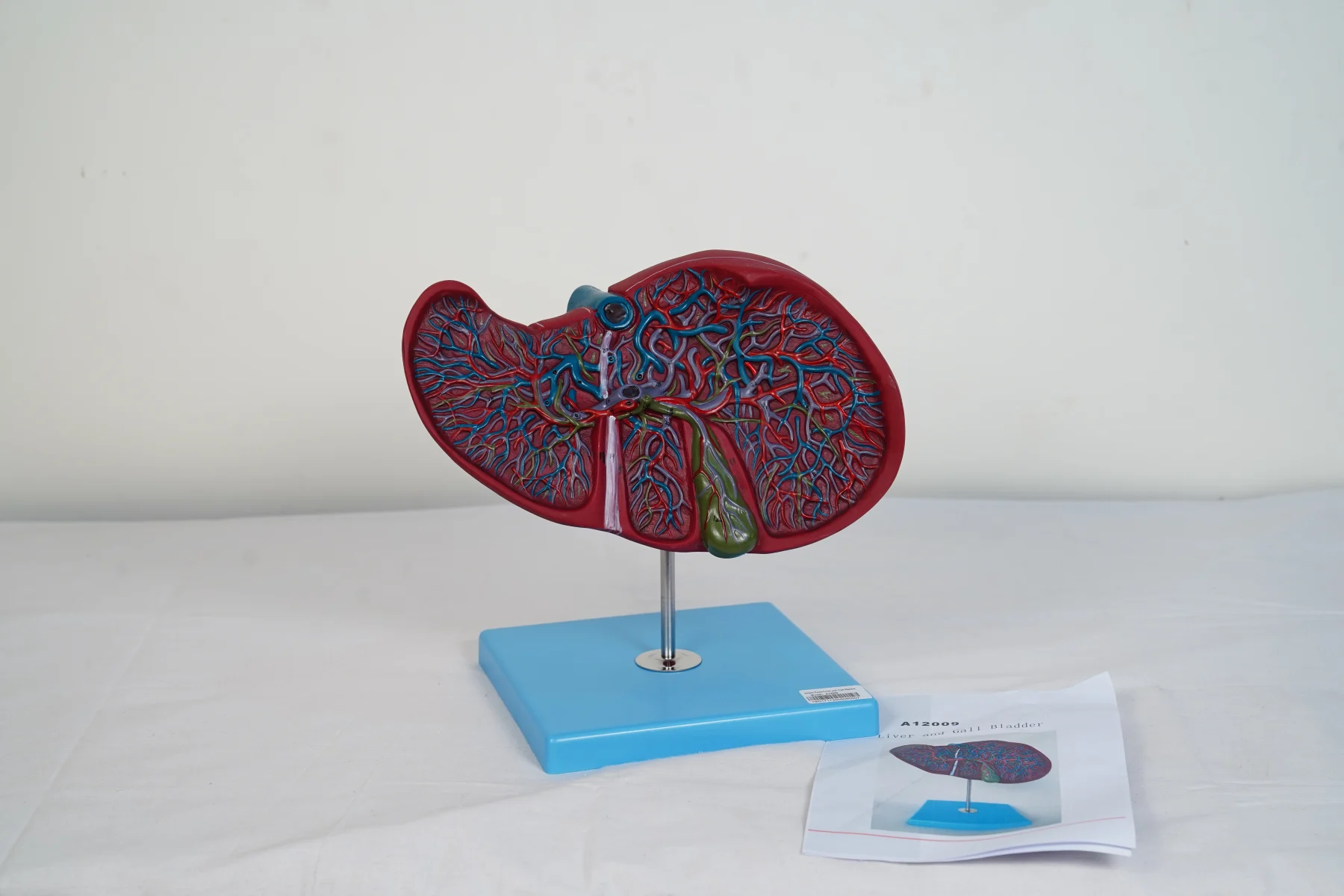 Liver and Gall Bladder