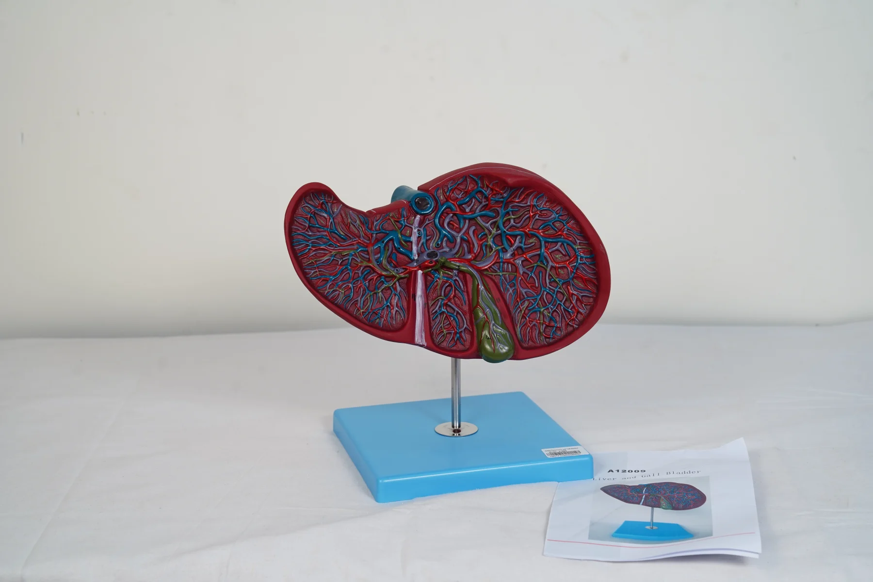 Liver and Gall Bladder thumbnail 2