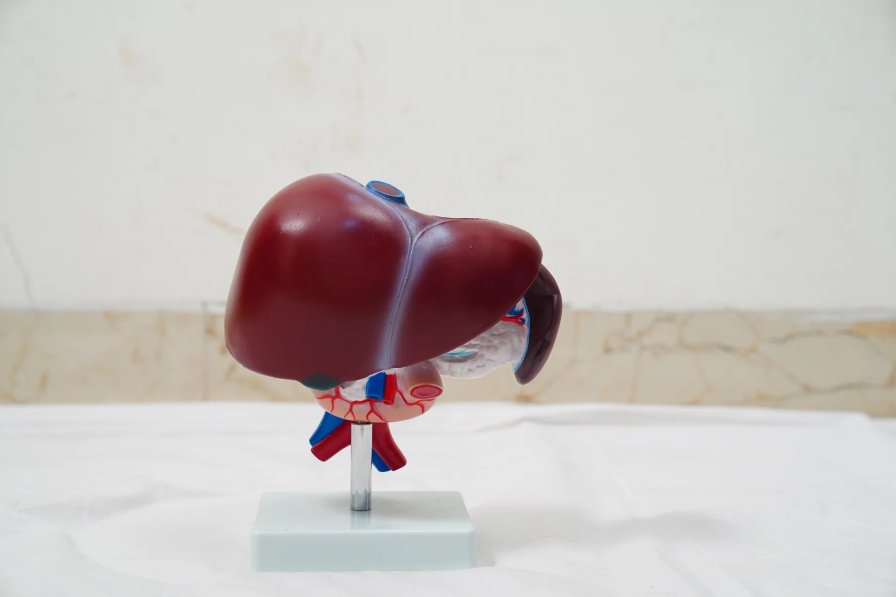 Liver Pancreas and Duodenum Model thumbnail 5