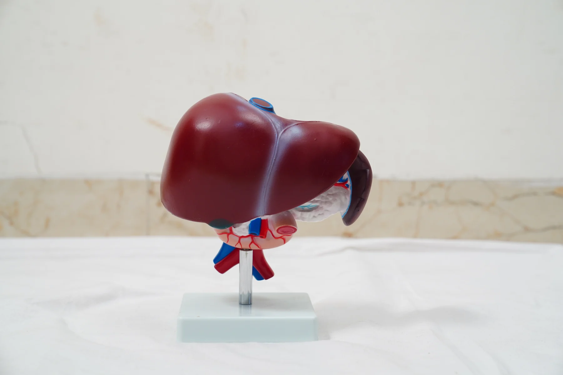 Liver Pancreas and Duodenum Model