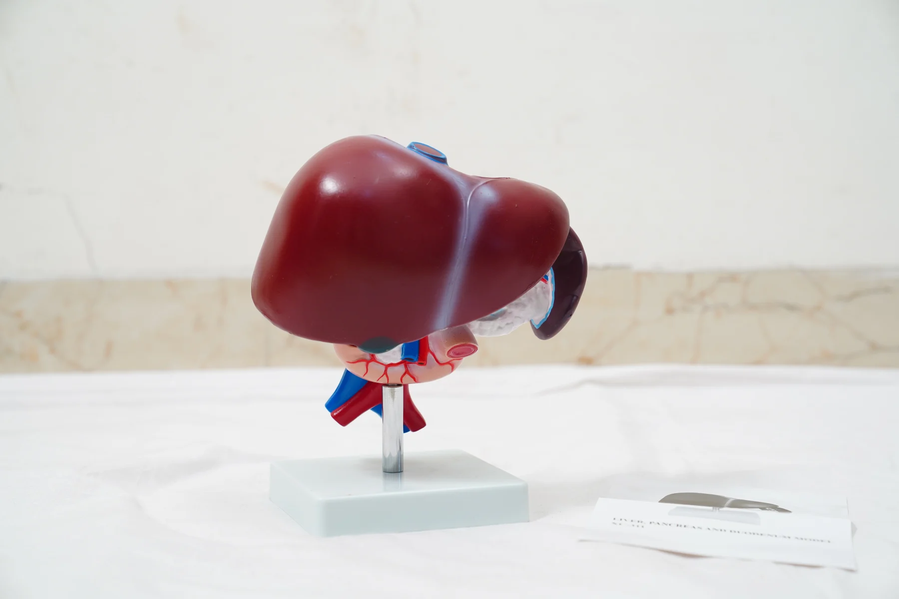 Liver Pancreas and Duodenum Model thumbnail 2