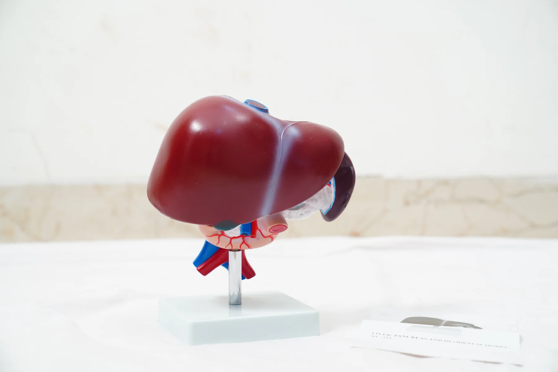 Liver Pancreas and Duodenum Model thumbnail 3