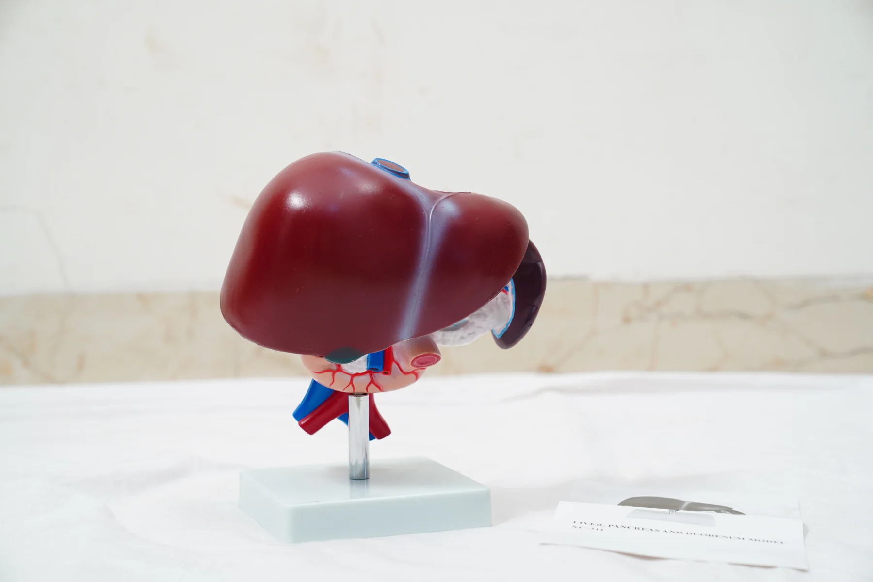 Liver Pancreas and Duodenum Model thumbnail 4