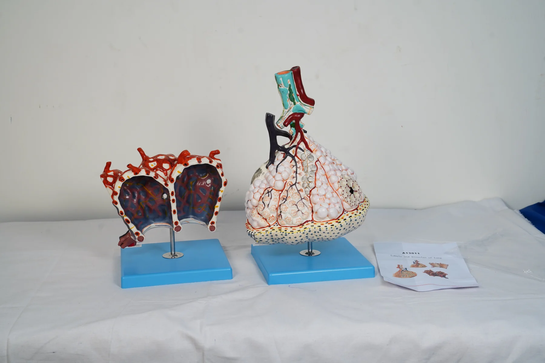 Lobule and Alveolus of Lung