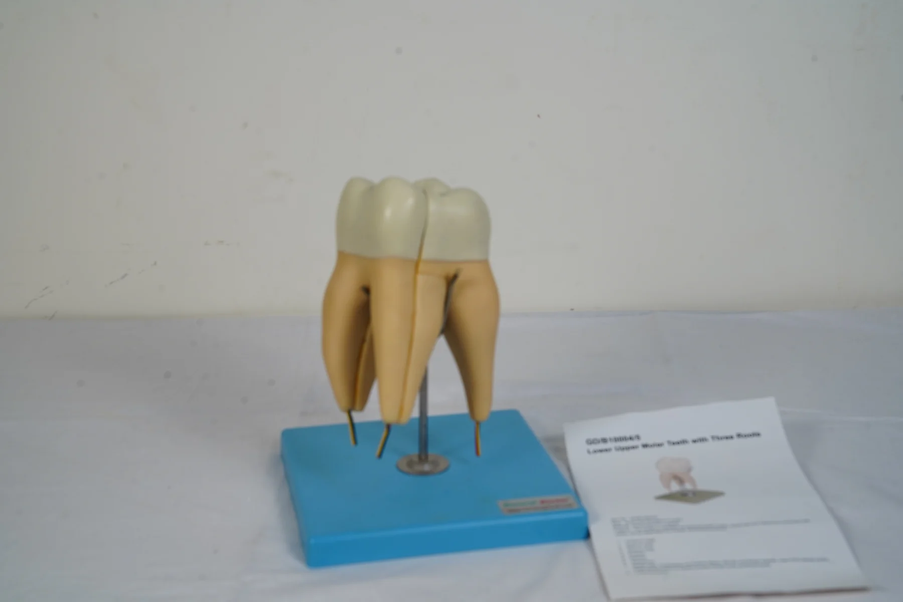 Lower First Upper Molar With Three Roots