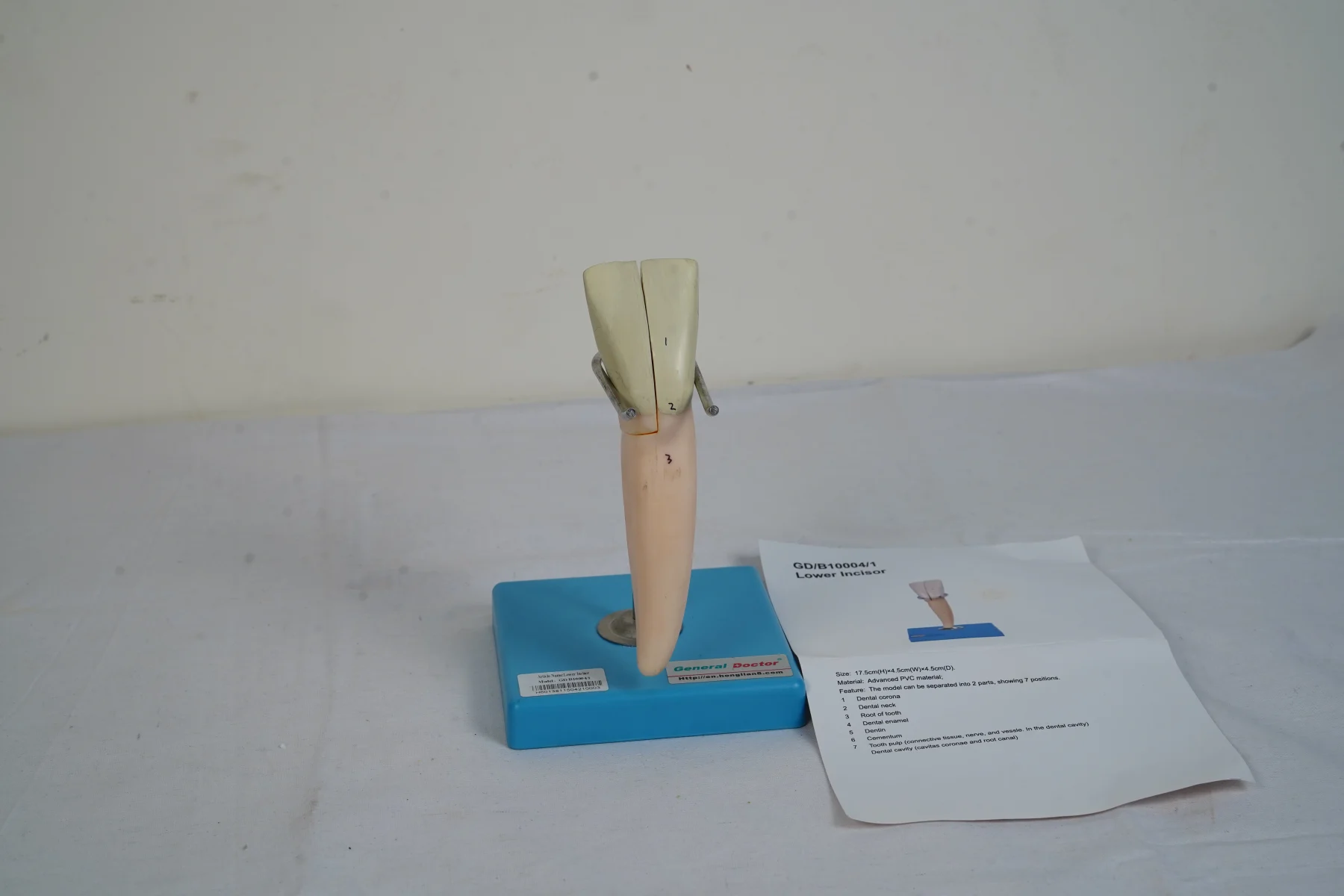 Lower Incisor thumbnail 2