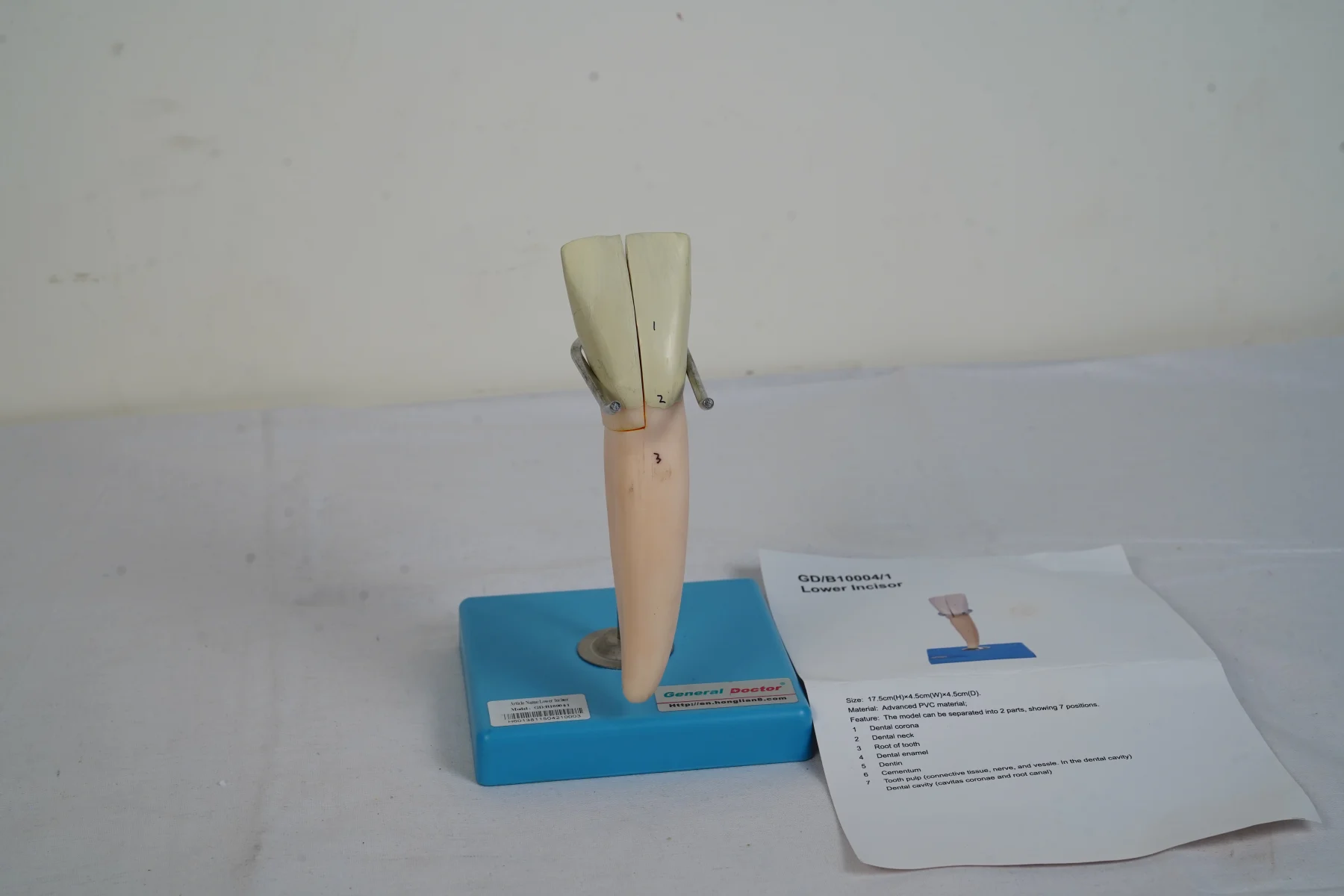 Lower Incisor