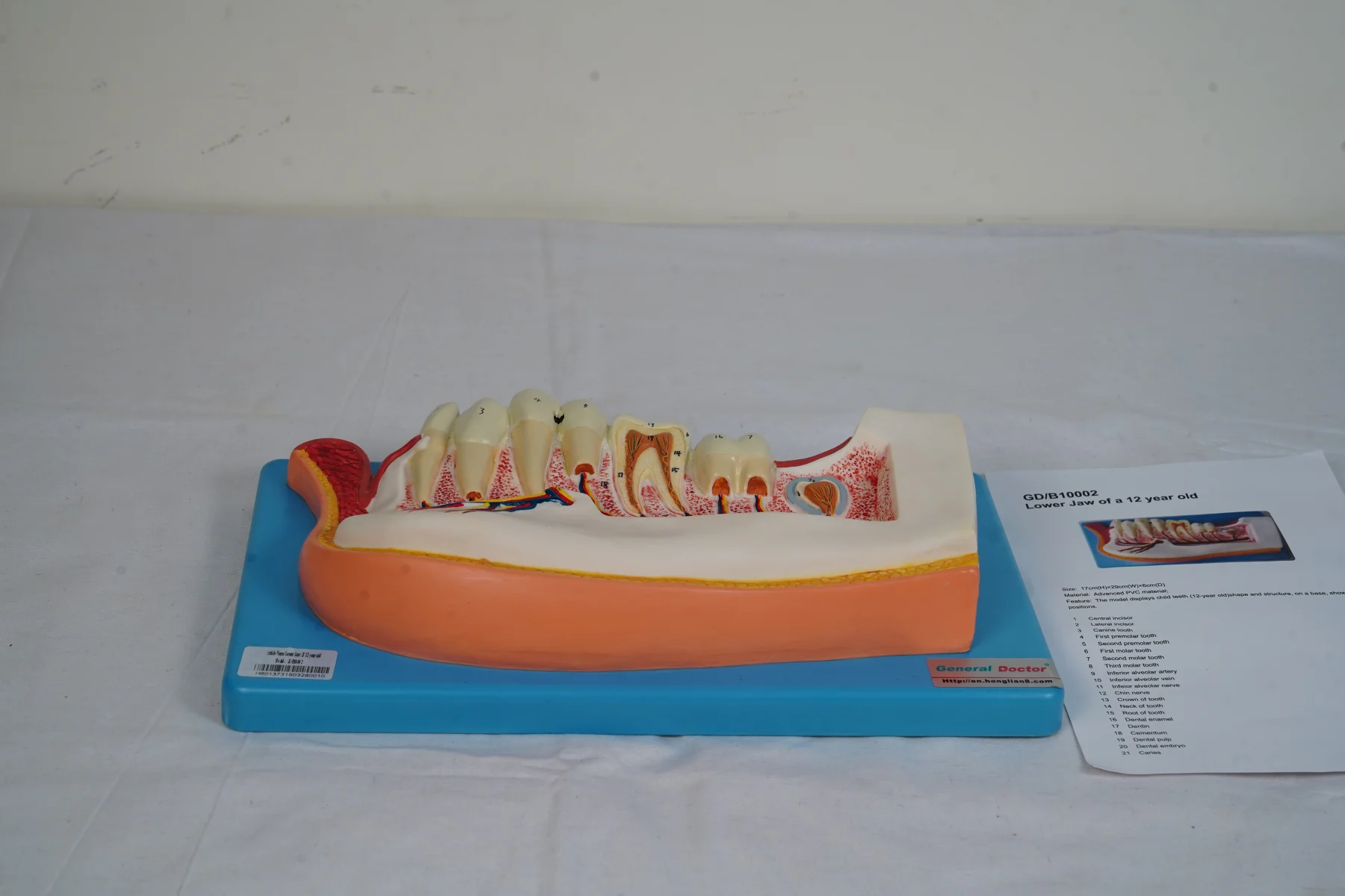Lower Jaw of 12 Year Old