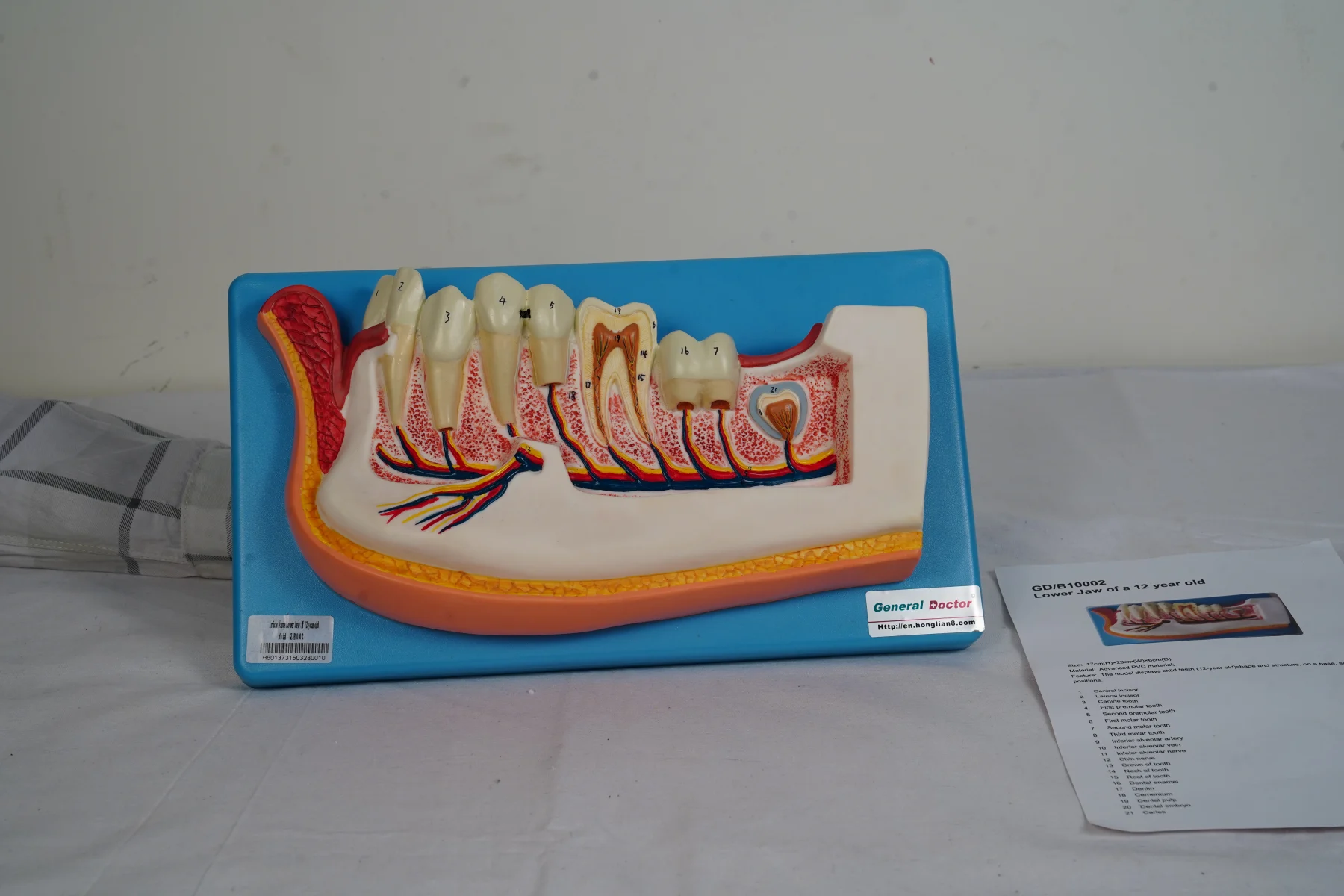 Lower Jaw of 12 Year Old thumbnail 2