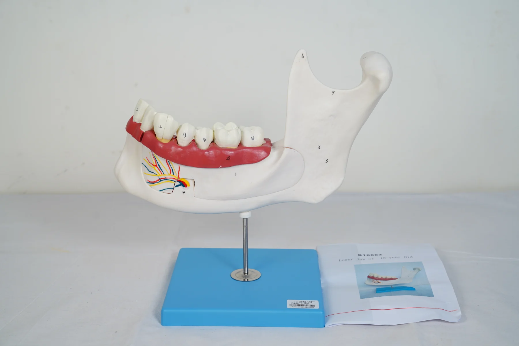 Lower Jaw of 18 Year Old