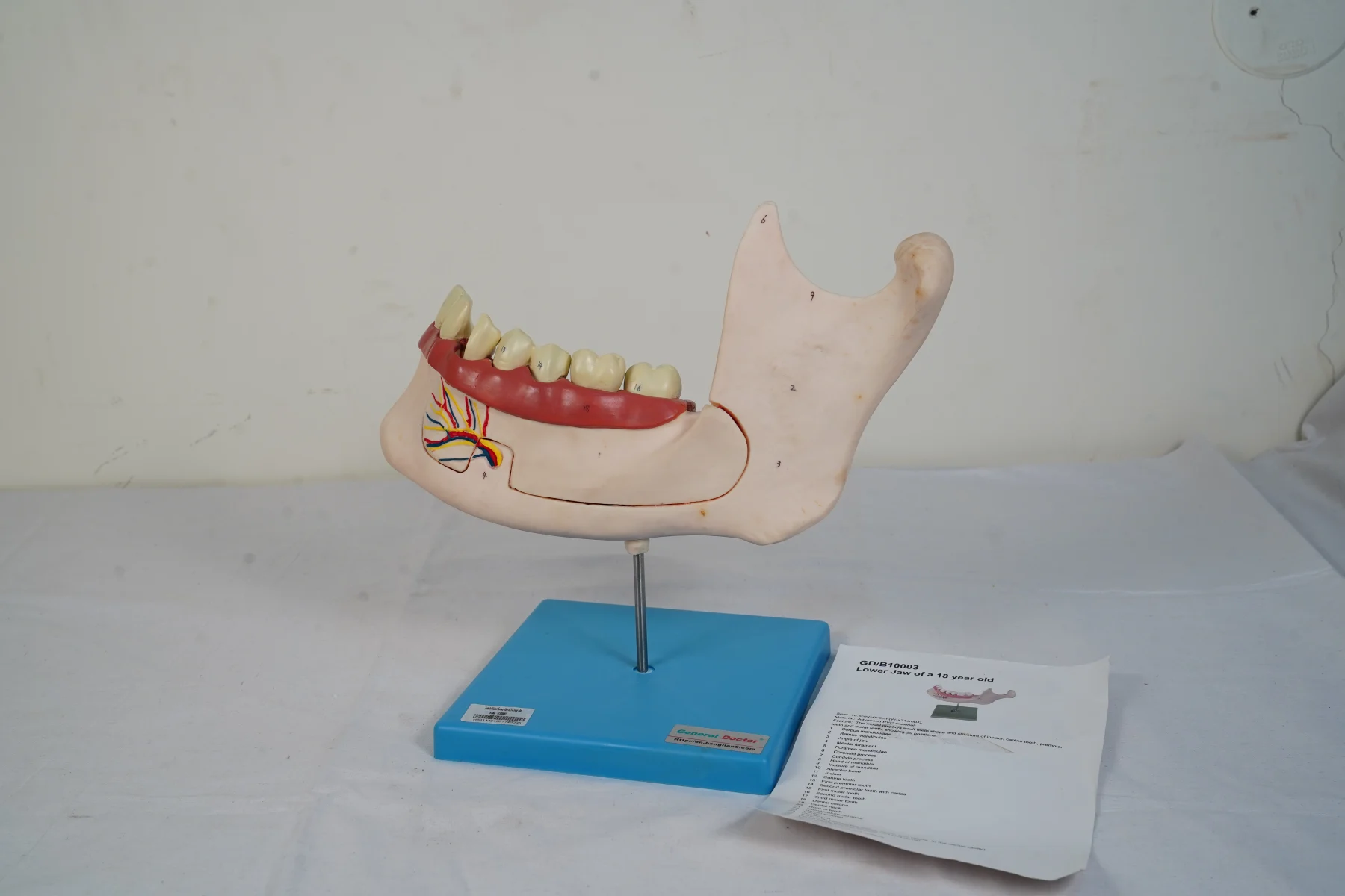 Lower Jaw of A 18 Year Old thumbnail 2
