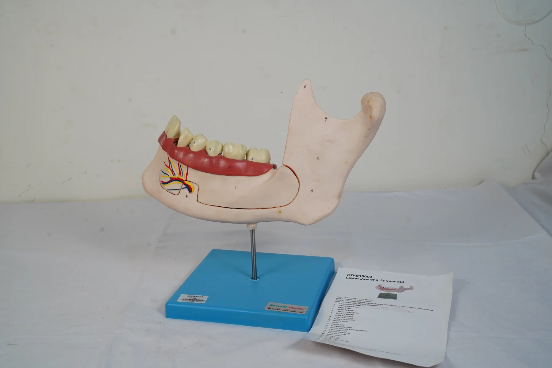 Lower Jaw of A 18 Year Old