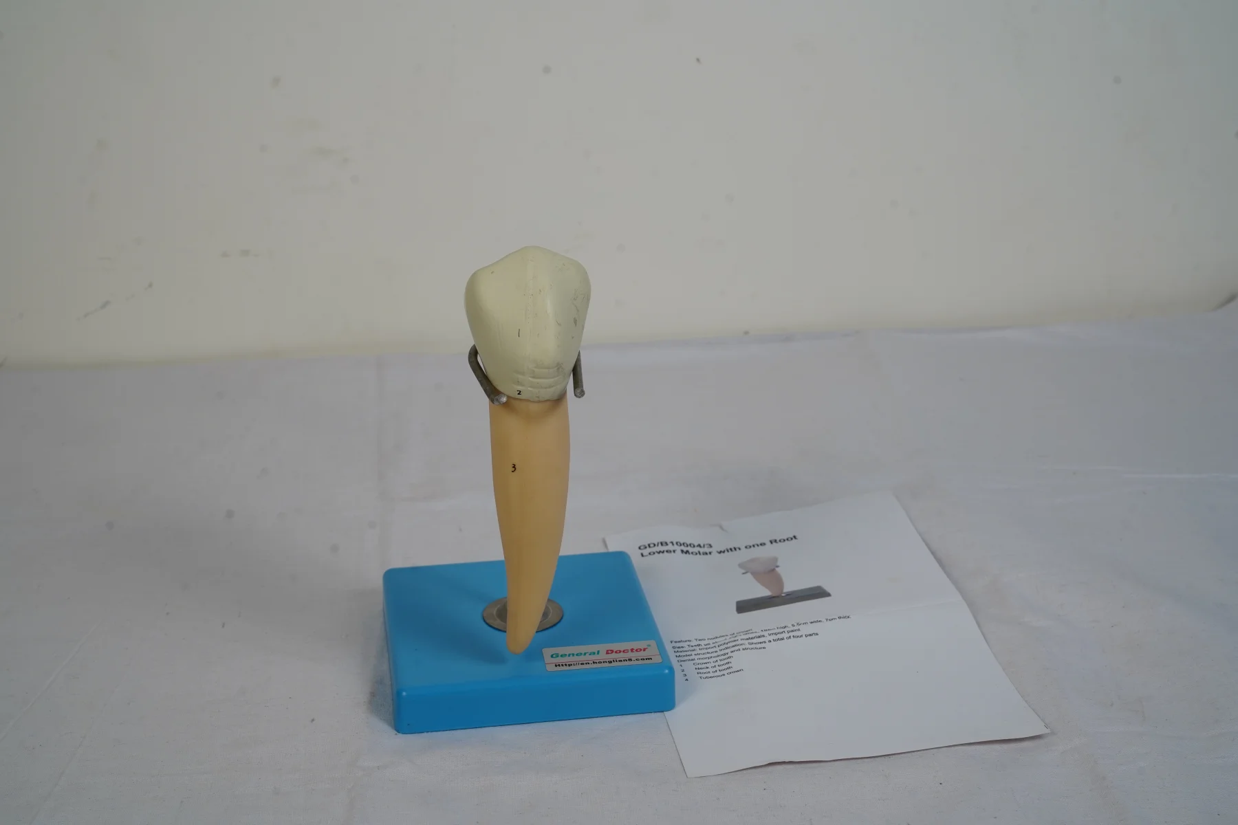 Lower Molar With One Root thumbnail 2