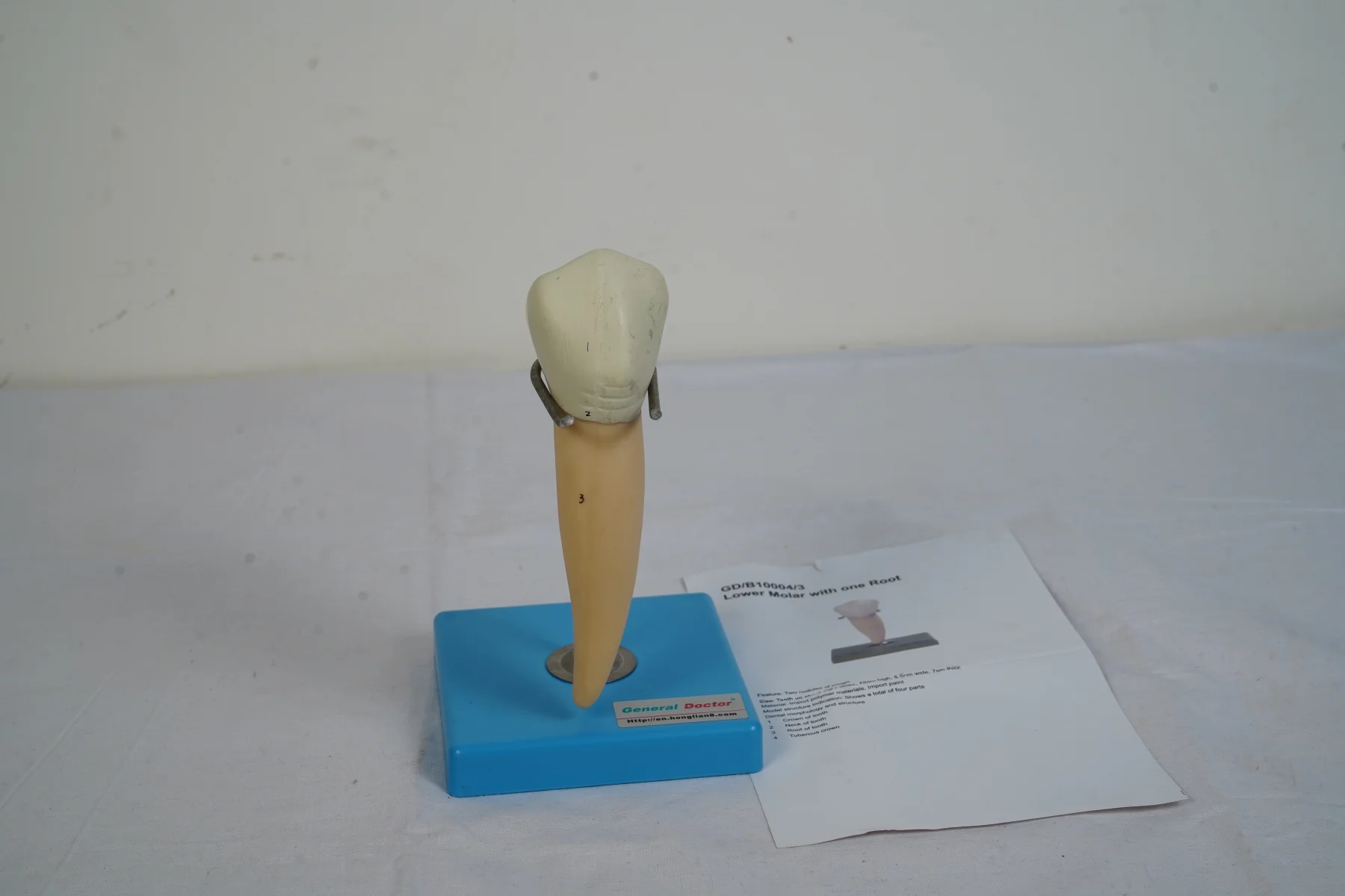 Lower Molar With One Root