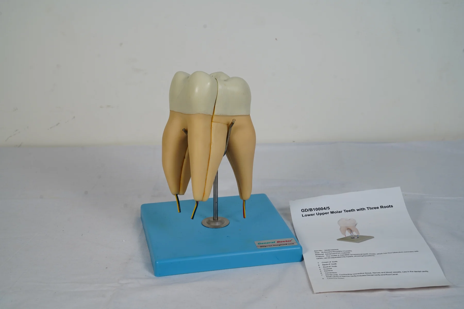 Lower Upper Molar Teeth With Three Roots
