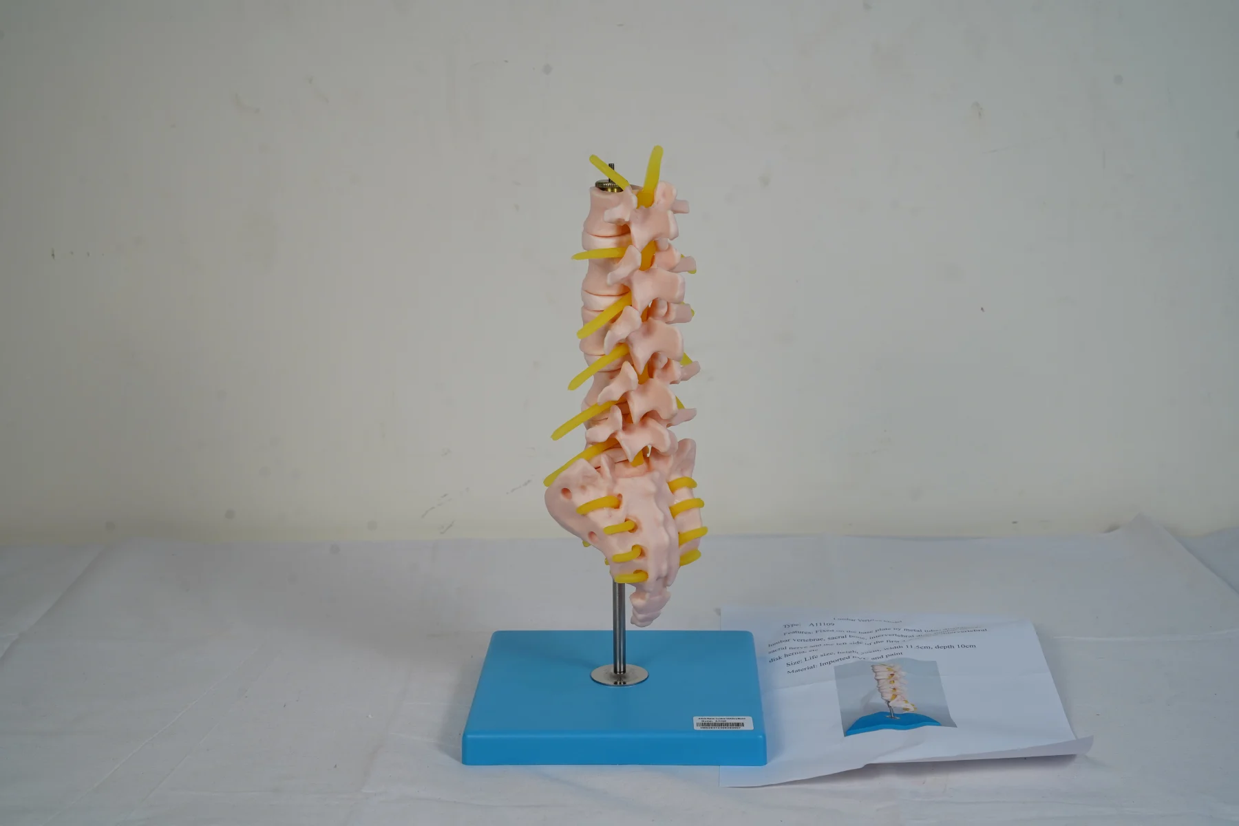 Lumbar Vertebra Model thumbnail 2