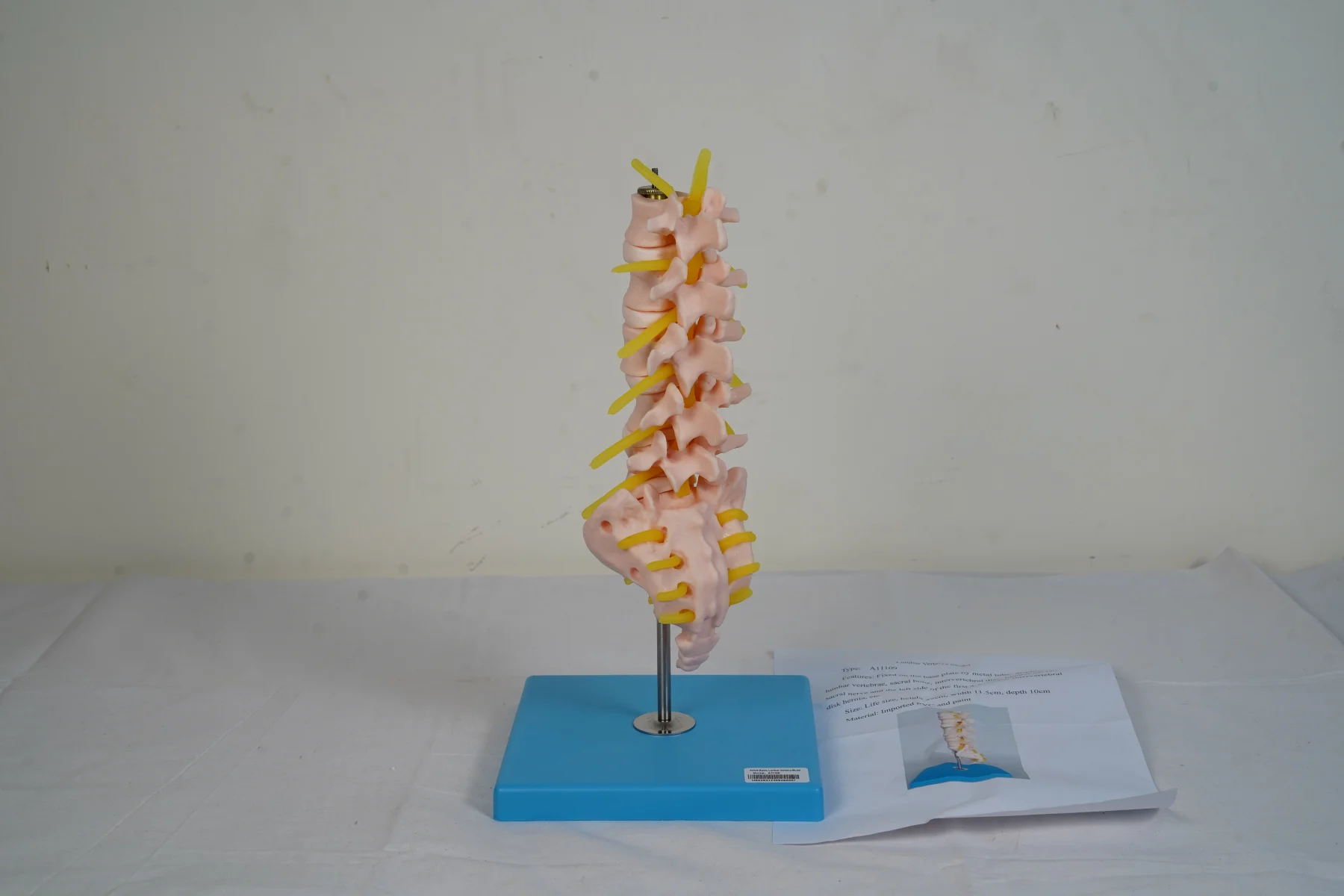 Lumbar Vertebra Model