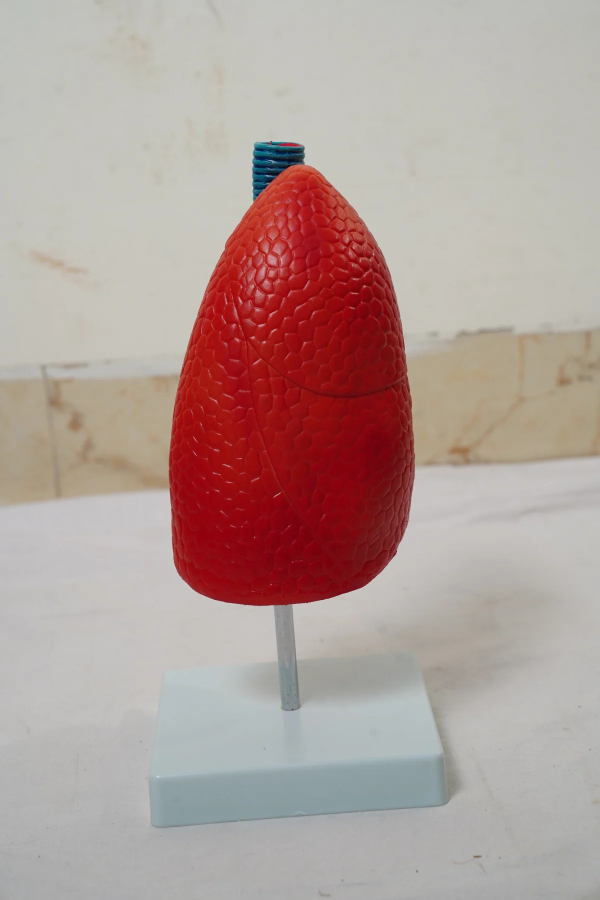Lungs Model thumbnail 4
