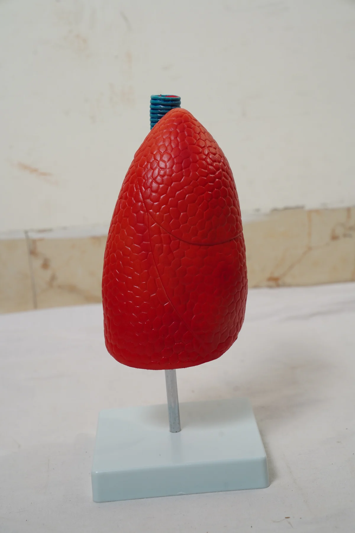 Lungs Model