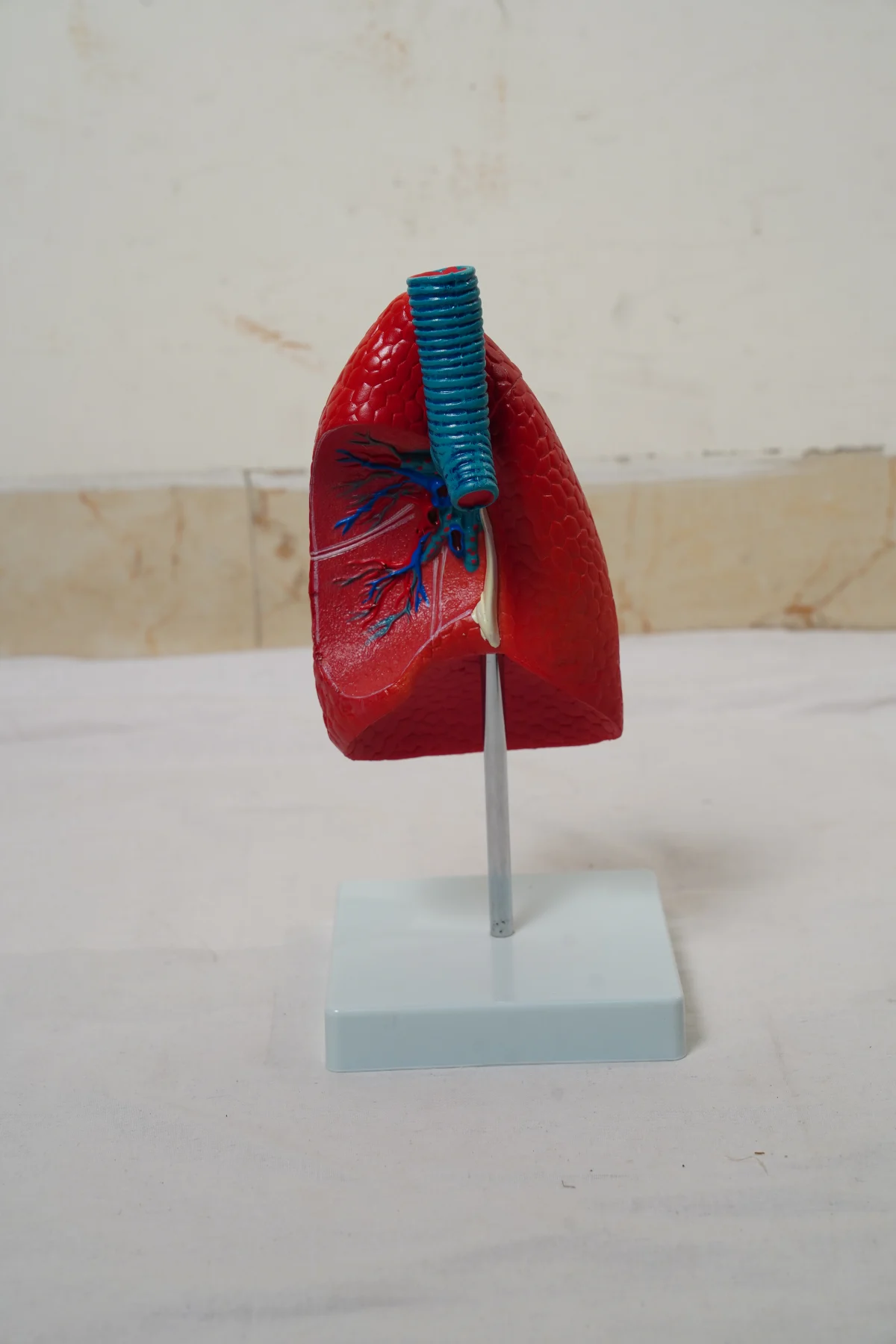 Lungs Model thumbnail 2