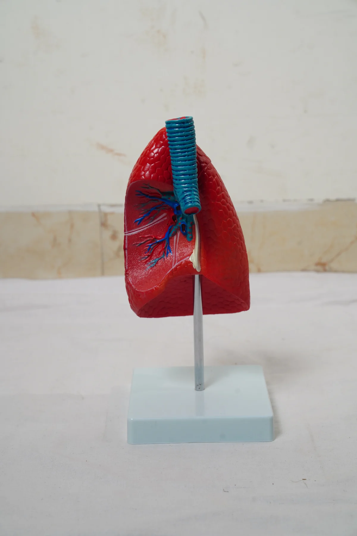 Lungs Model thumbnail 3