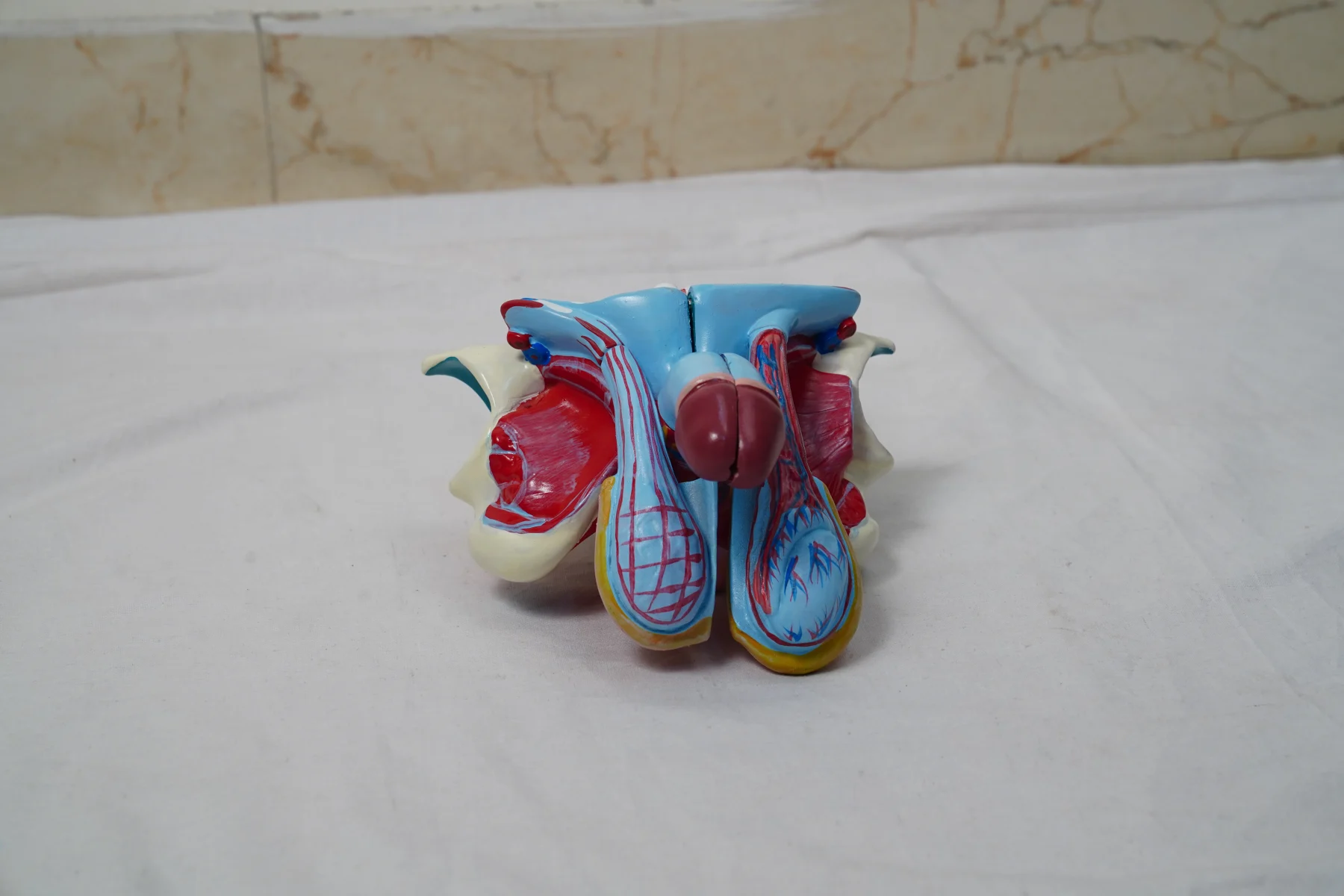 Male Genital Organs Model Dissectable thumbnail 4