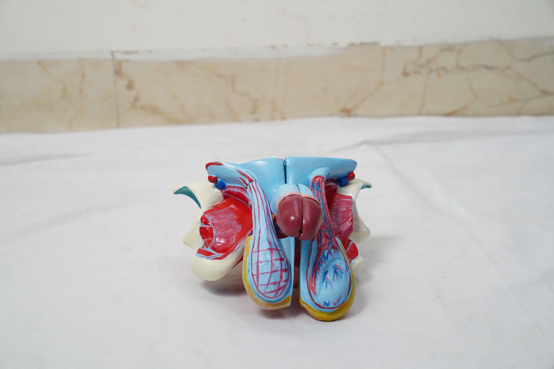 Male Genital Organs Model Dissectable